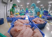 Cá tra Việt Nam được kỳ vọng lấp đầy khoảng trống tại thị trường EU