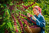 Để thương hiệu nông sản không bị... đánh cắp