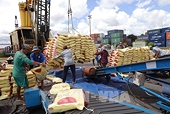 Đắt hàng, doanh nghiệp xuất khẩu gạo “căng não” chọn đơn
