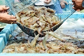 Xuất khẩu thủy sản vào Mỹ khó tránh 'chướng ngại vật'