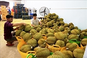 5 mặt hàng nông sản, thực phẩm thuộc diện kiểm soát của EU