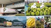 Sầu riêng - “át chủ bài” xuất khẩu rau quả năm 2024