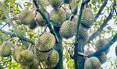 Xuất khẩu nông sản và câu chuyện hàng rào phi thuế quan