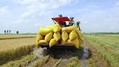 Gạo Việt trở lại đường đua sau Tết, giá xuất khẩu bắt đầu tăng