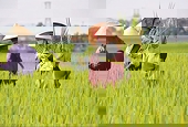 Gạo Việt Nam gia tăng cơ hội xuất khẩu sang thị trường Indonesia