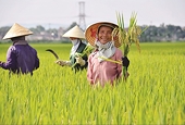 Gạo Việt Nam gia tăng cơ hội xuất khẩu sang thị trường Indonesia