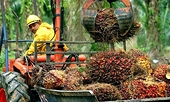 WTO ra phán quyết về tranh chấp dầu cọ giữa EU và Malaysia
