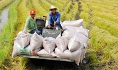 Thị trường gạo toàn cầu năm 2024 vẫn "nóng"