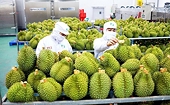 Cần xây dựng nhãn hiệu nông sản để bảo vệ giá trị sản phẩm