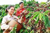 Xuất khẩu nông sản vào Hoa Kỳ: Những lưu ý cho doanh nghiệp Việt