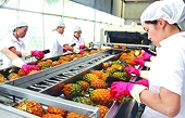 Tìm cơ hội ở thị trường ngách để gia tăng xuất khẩu