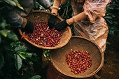 Nghịch lý cà phê xuất khẩu: Càng bán càng lỗ