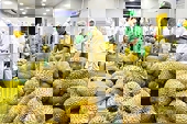 Xác lập kỷ lục mới, ngành rau quả tăng trưởng trong khó khăn