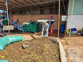 Xuất khẩu cà phê cả nước đạt hơn 2,23 tỷ USD trong 4 tháng đầu năm 2024