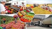 Xuất khẩu nông, lâm sản “bùng nổ”