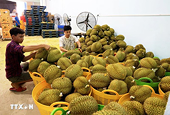 Sầu riêng Việt Nam xuất khẩu sang thị trường Trung Quốc tăng mạnh