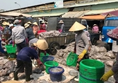 Hàn Quốc, Trung Quốc đua nhau săn lùng mặt hàng này của Việt Nam: Thu hơn 138 triệu USD kể từ đầu năm, nước ta đứng thứ 3 thế giới về xuất khẩu