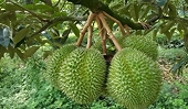 Gia tăng lô sầu riêng xuất khẩu bị cảnh báo: 4 nguyên nhân chính