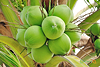 Tìm kiếm đối tác, đẩy mạnh xuất khẩu sản phẩm dừa Việt Nam sang Philippines