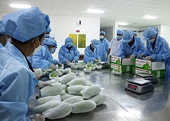 Xuất khẩu bền vững sang Hàn Quốc: Ổn định trong sản xuất, an toàn trong chế biến
