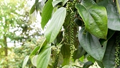 Tân Cảng Sài Gòn nói gì về nghi vấn hàng xuất khẩu bị 'rút ruột'?