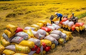 Philippines giảm thuế nhập khẩu gạo: Thời cơ lớn của doanh nghiệp Việt