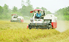 Ấn Độ gỡ bỏ lệnh cấm xuất khẩu, gạo Việt sẽ chịu tác động về giá nhiều hơn lượng