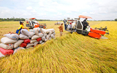 Ấn Độ xem xét nới lỏng hạn chế xuất khẩu gạo