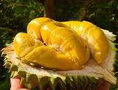 Xây dựng “đế chế” cho ngành sầu riêng