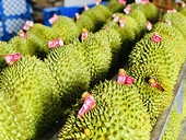 Thêm cơ hội khi Thái Lan nhập khẩu mạnh sầu riêng đông lạnh từ Việt Nam