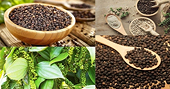 Giữ Top 1 thế giới về sản xuất và xuất khẩu hồ tiêu, đâu là giải pháp?