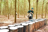 Xuất khẩu cao su của Việt Nam sang Trung Quốc giảm, thị trường chứa đựng nhiều yếu tố bất lợi