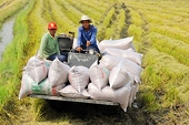 Xuất khẩu gạo đang trong bối cảnh nhạy cảm và nhiều rủi ro
