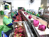 Xuất khẩu xanh: Thay đổi thích ứng với "luật chơi" mới