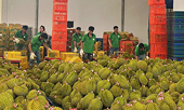 Xuất nhập khẩu Việt Nam – Trung Quốc: Hướng tới kim ngạch 200 tỷ USD