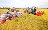 Giá xuất khẩu gạo tăng vọt, cơ hội đạt 5 tỷ USD trong năm nay