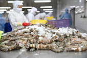 Nhiều thị trường tăng mua, xuất khẩu tôm thu về hơn 2 tỷ USD trong 7 tháng năm 2024