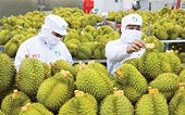 Xuất khẩu sầu riêng của Việt Nam tiếp tục phá kỷ lục