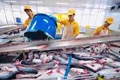Xuất khẩu cá tra sang Mỹ tăng trưởng mạnh mẽ