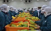 Quy định mới nhất về an toàn thực phẩm, kiểm dịch động thực vật của một số thị trường xuất khẩu lớn
