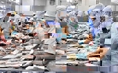 Xuất khẩu cá tra sang thị trường EU có dấu hiệu khởi sắc trở lại