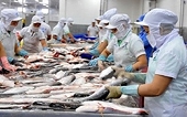 Xuất khẩu cá tra sang thị trường EU có dấu hiệu khởi sắc trở lại