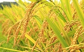 Giá lúa giảm khá, giao dịch xuất khẩu gạo cũng chậm lại