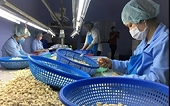 Xuất khẩu điều, kỳ vọng lấy lại đà tăng trưởng