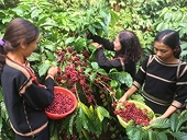 Giải pháp nào cho ngành cà phê trước yêu cầu EU không nhập khẩu sản phẩm từ nơi rừng bị tàn phá