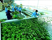 Động lực thúc đẩy doanh nghiệp xuất khẩu xanh, xuất khẩu bền vững