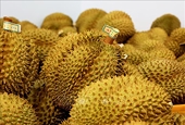 Xuất khẩu sầu riêng đông lạnh sang Trung Quốc, cơ hội nào cho doanh nghiệp Việt?