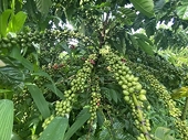 Loạt quy định khắt khe về tiêu chuẩn xanh của EU khiến doanh nghiệp gặp khó