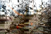 Hoãn thực thi EUDR 1 năm