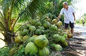 Nông dân phấn khởi nhờ xuất khẩu dừa tươi sang Trung Quốc tăng mạnh